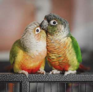 Conure molinae