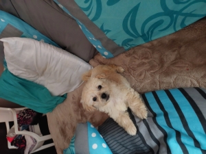 Bichon Havanais Pure Race 2 mois