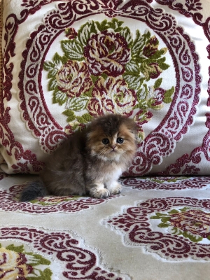Scottish fold femelle golden