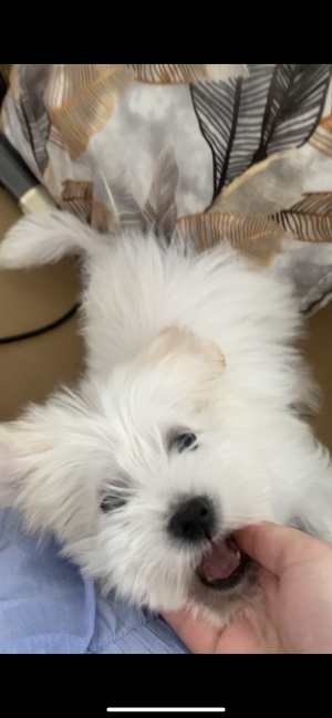 Bichon maltais nain