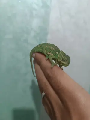 Petit caméléon à vendre