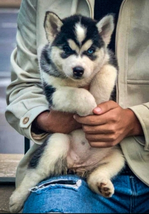 Husky Sibérien