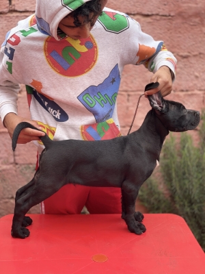 Cane corso