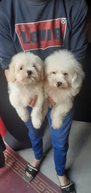 Bichon maltais