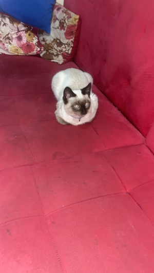 Chat siamois
