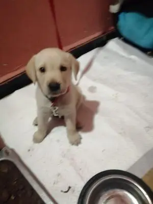 Labrador pour adoption