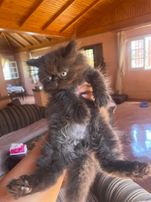 Persan peke face