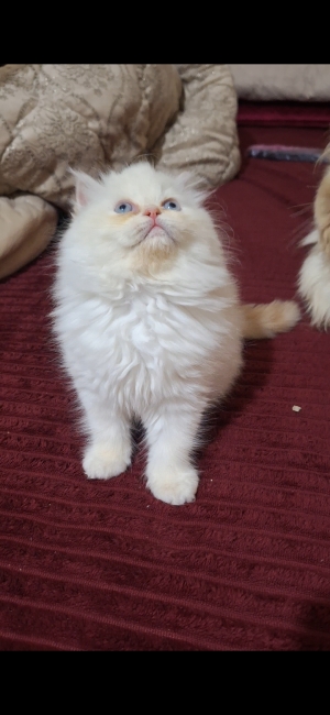 Chat persan himalaya