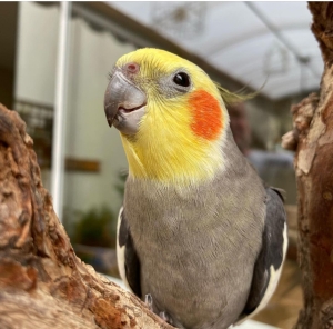 Oiseau dressé à Casablanca Maroc