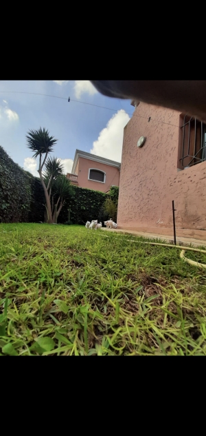 Chiots Huskey