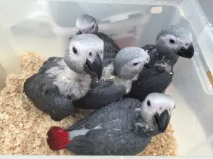 perroquets gris du gabon