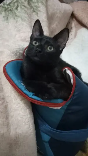 chaton male noir ,4mois ,pour adoption, Casablanca