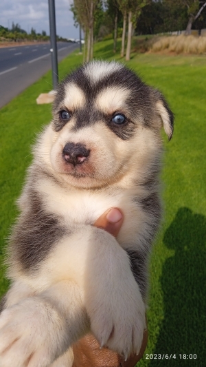 chiots husky