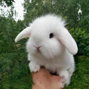 Lapin bélier