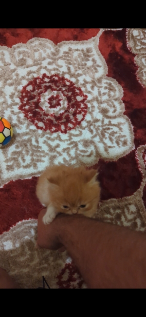 Petit mal Persan