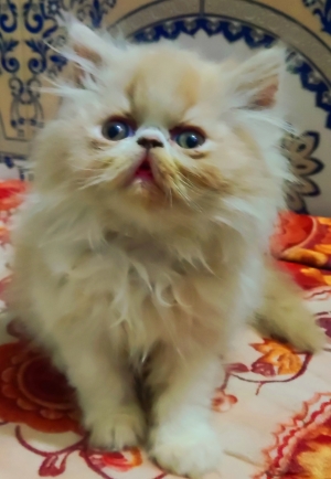 Persan