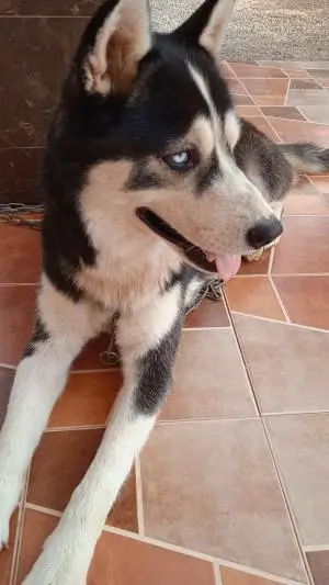 Chien Husky Sibérien Mâle.