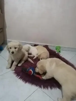 Chiots golden retriever