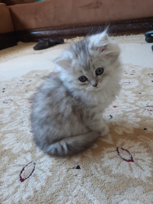 Adorables chatons à vendre
