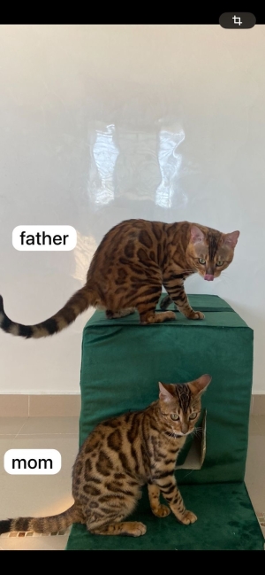 Chat bengal