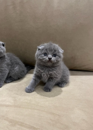 scottish fold