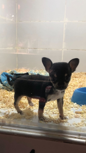 chihuahua toy male