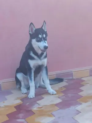 Chiens Husky pure race