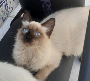 Chat siamois