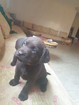 photo réelle labrador chocolat pedigree