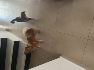 Chihuahua