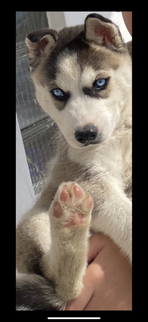 Husky 3 mois male vacciné à adopter