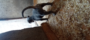 Chiot cane corso