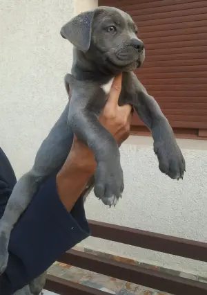 Chiot cane corso