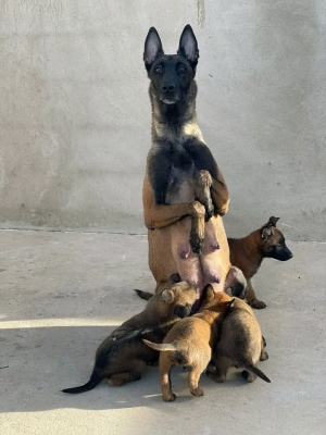 chiots malinois charbonnier