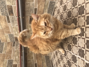 Chatte vaccinée à adopter