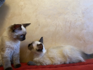 Chatons femelles balinais