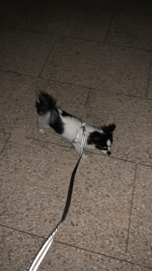 Spitz pomeranian papillon