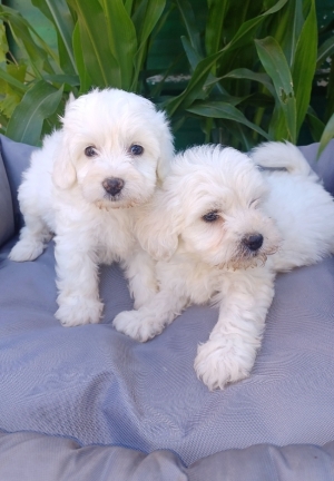 Bichon maltis