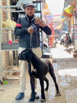 Cane corso