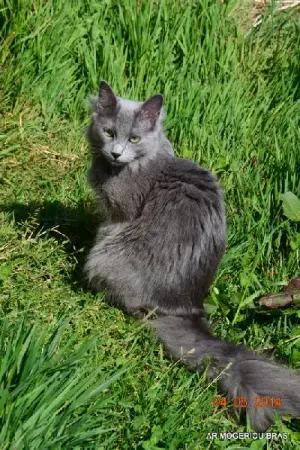 Chat Nebelung