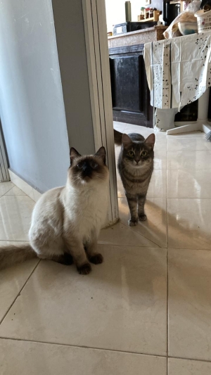Chat a adopter
