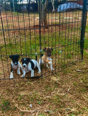 Jack Russell 🐾🔥