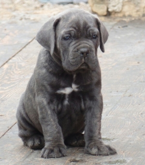 Chiots Cane corso 50 jours