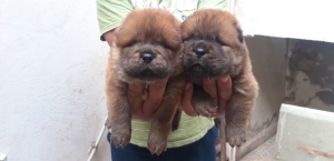 Chiot chaw chaw