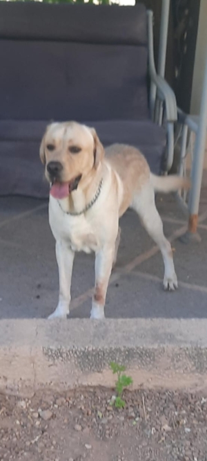 Labrador à donner