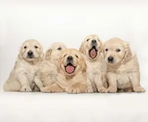 puppies Golden Retriever Maroc