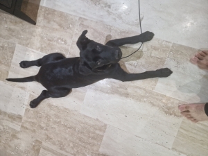 Labrador  noir croisé male 3 mois