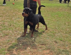 Femelle Rottweiler