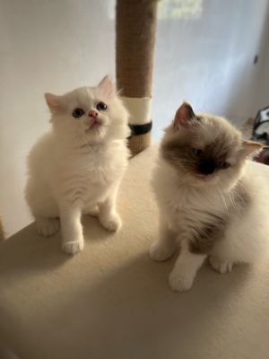 Chatons Ragdoll Pure race