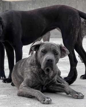 Des femelles cane corso pedigree